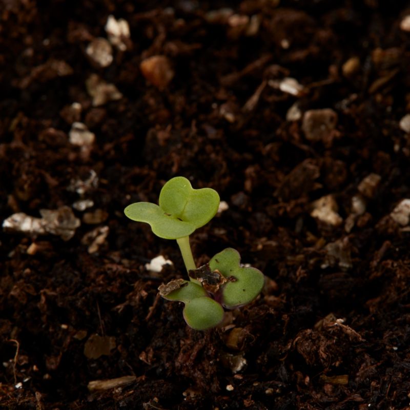 Baby Leaf Verve salatfrø blanding Orie