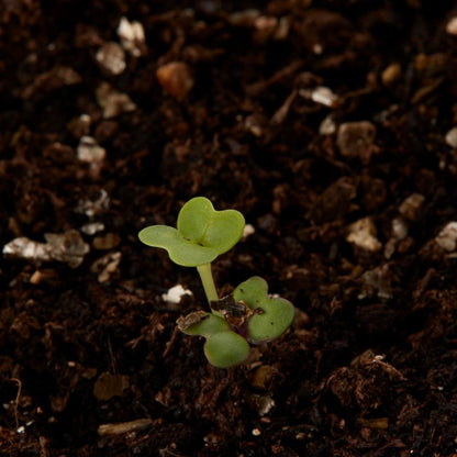 Baby Leaf Verve salatfrø blanding Orie