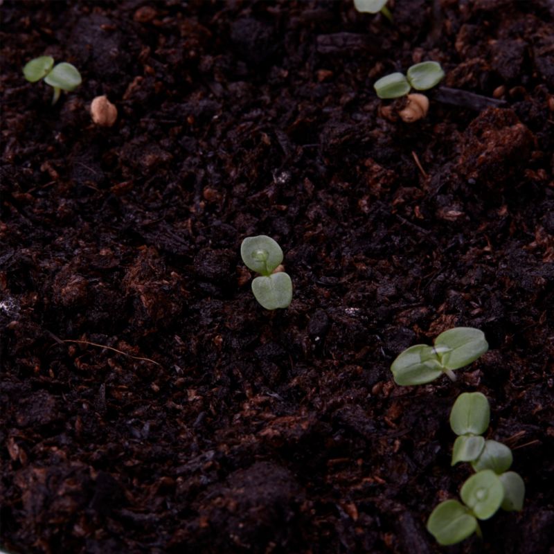 Frø til Baby Leaf Salat Verve Winter-blanding