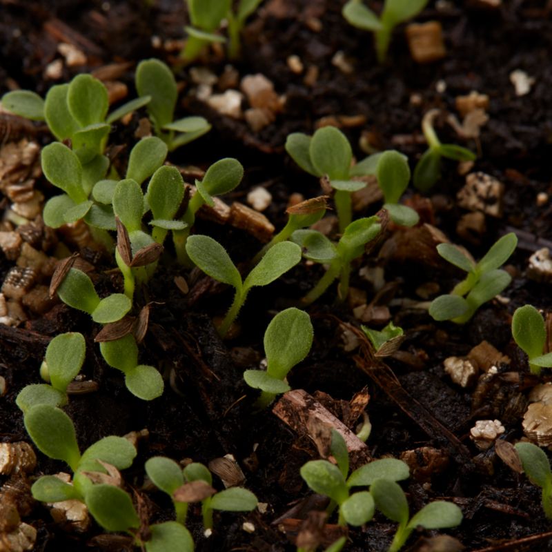 Frø til Little Gem Verve salat
