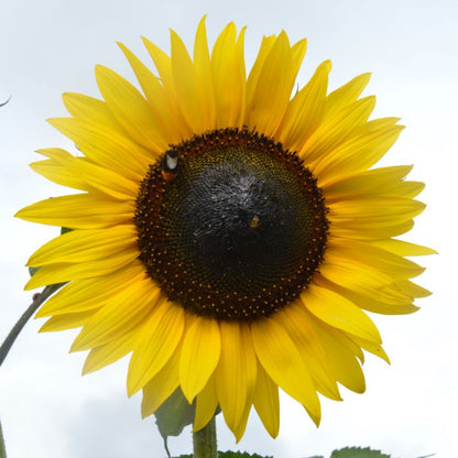 Frø af solsikke Giant Yellow Verve