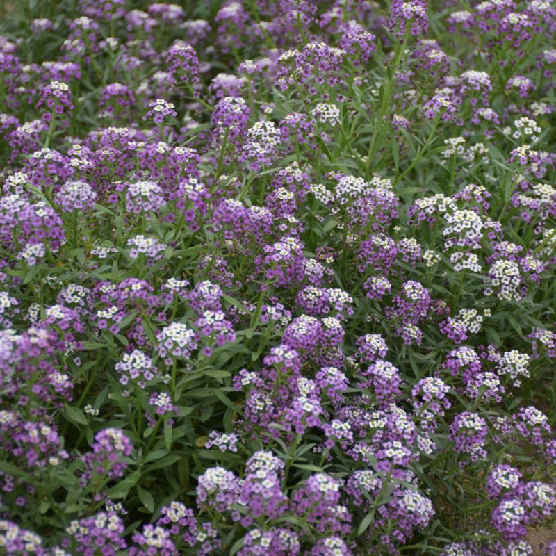 Frø af smagliczka Violet Queen Verve i violet