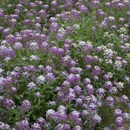 Frø af smagliczka Violet Queen Verve i violet