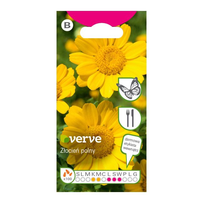 Frø af markkrysantemum Verve
