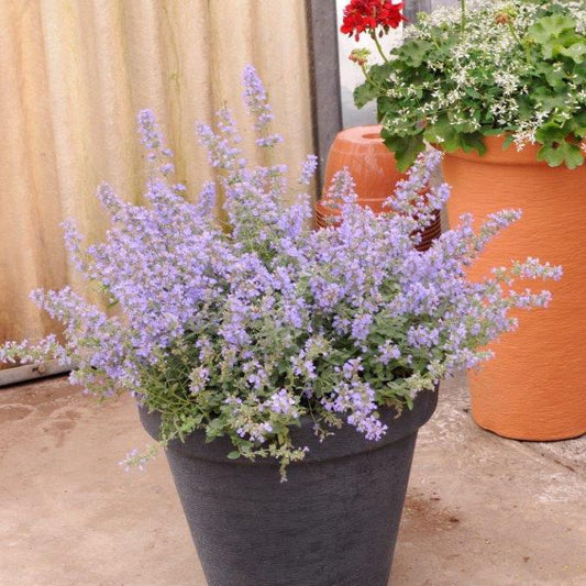 Nepeta i 17 cm potte