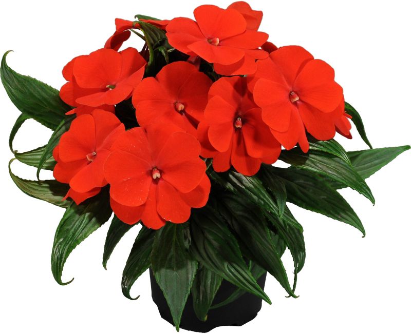 Impatiens 10,5 cm – farverig og nem at dyrke til altanen