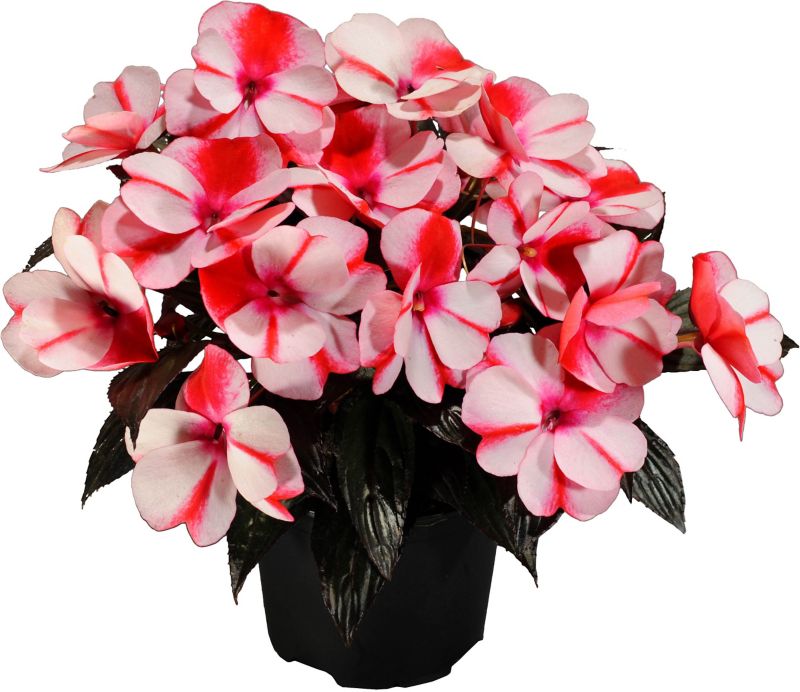 Impatiens 10,5 cm – farverig og nem at dyrke til altanen