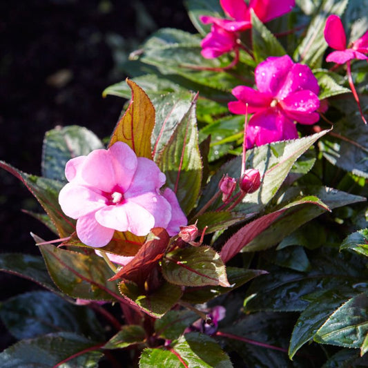 New Guinea-impatiens 13 cm