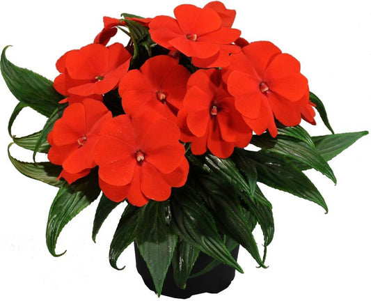 Impatiens Verve nyguineansk plante i pot 10,5 cm højde 20 cm