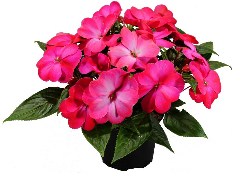 Impatiens Verve nyguineansk plante i pot 10,5 cm højde 20 cm