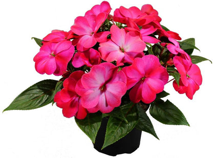Impatiens Verve nyguineansk plante i pot 10,5 cm højde 20 cm