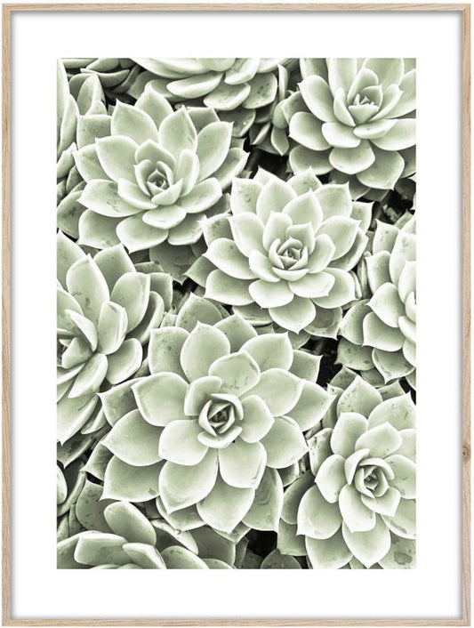 Artbox Echeveria billede 50 x 70 cm