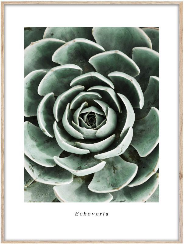 Artbox Echeveria billede 50 x 70 cm