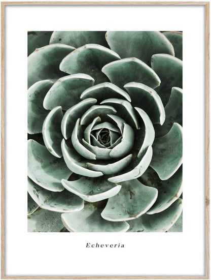 Artbox Echeveria billede 50 x 70 cm