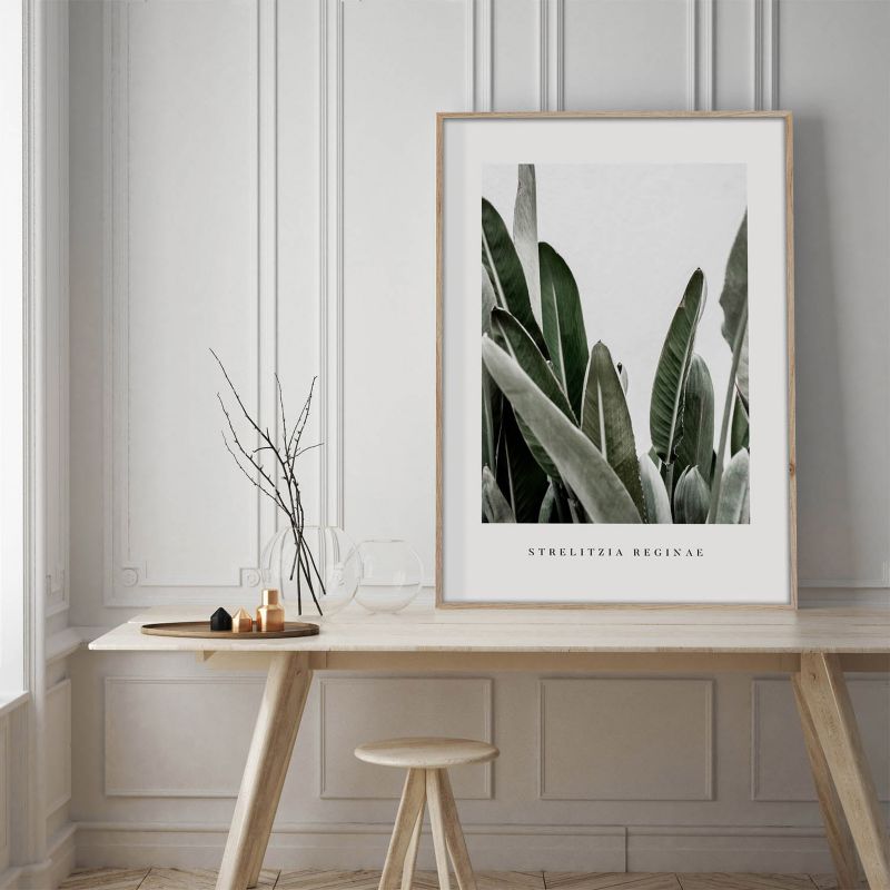 Artbox Strelitzia billede 50 x 70 cm