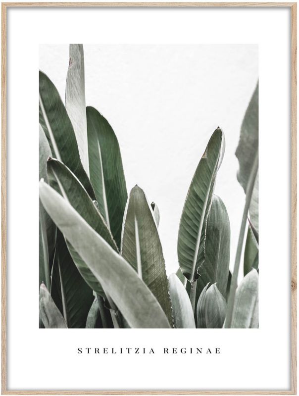 Artbox Strelitzia billede 50 x 70 cm