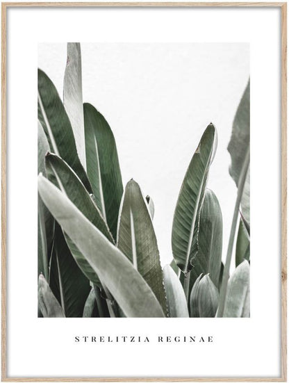Artbox Strelitzia billede 50 x 70 cm