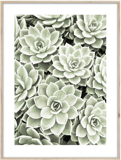 Artbox billede Succulents 50 x 70 cm