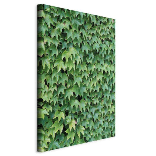 Artgeist Bluszcz billede 40 x 60 cm italiensk lærred 1 stk