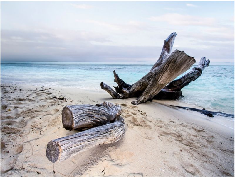 Canvasbillede 85 x 113 cm Views Branch