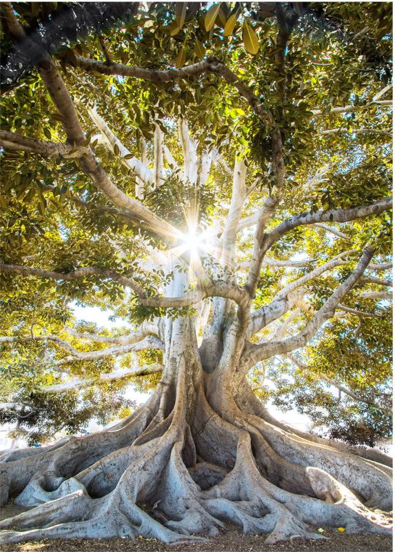 Glasspik Clear Tree billede 50 x 70 cm