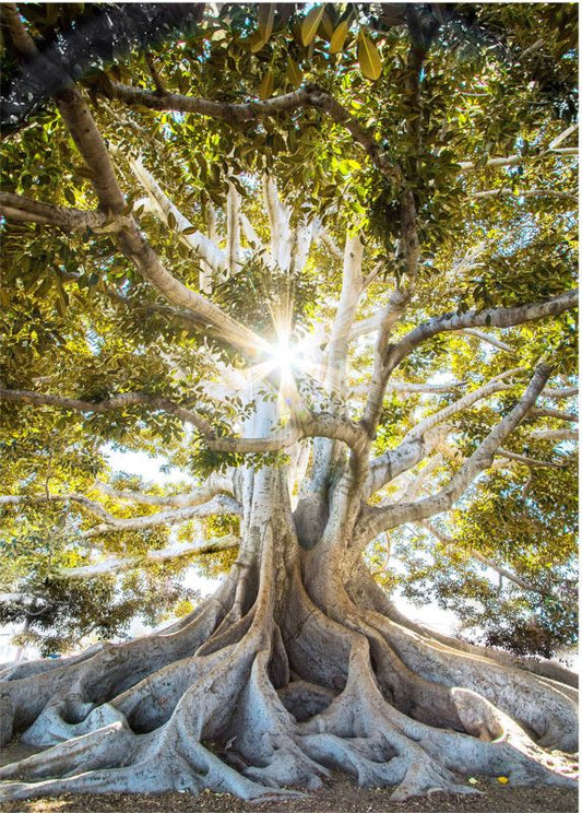 Glasspik Clear Tree billede 50 x 70 cm