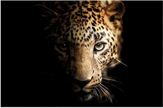 Glasspik Leopard billede 70 x 100 cm