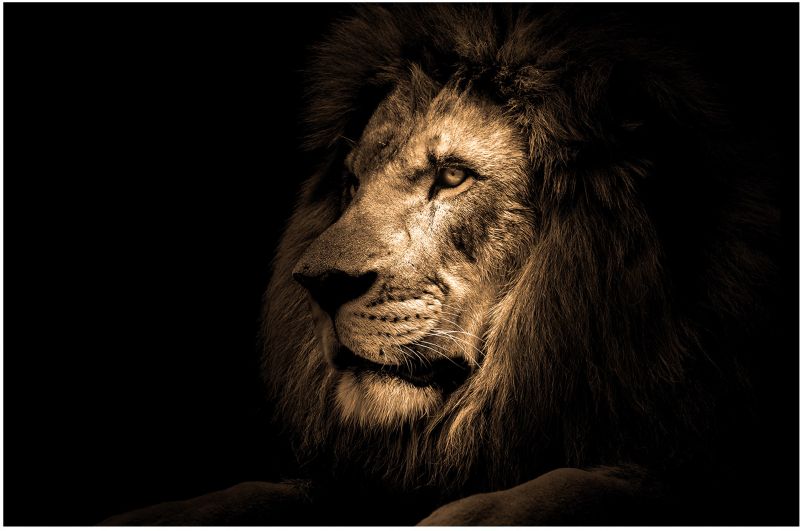 Glasspik Lion billede 70 x 100 cm