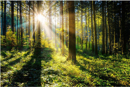 Glasspik Sunny Forest glasbillede 80 x 120 cm