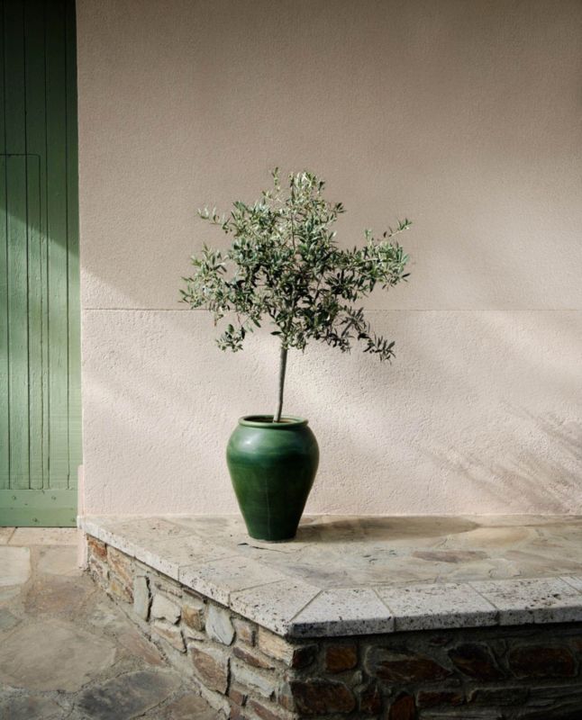 Europæisk oliventræ i potte 18 cm