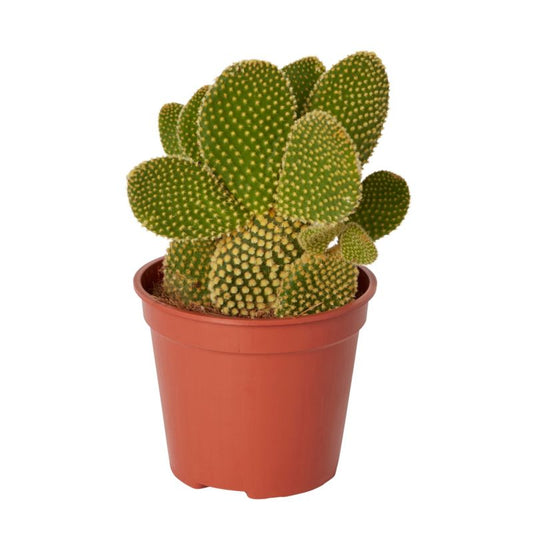 GoodHome Opuntia 12 cm