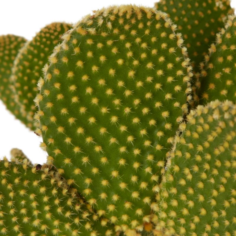 GoodHome Opuntia 12 cm