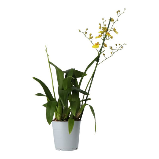 Orkidé Butterfly med 1 stilk, 12 cm