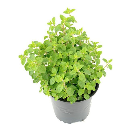 Oregano i 5 cm potte, 14 cm høj