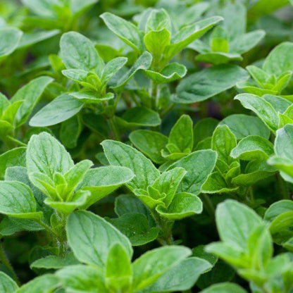 Oregano i 5 cm potte, 14 cm høj