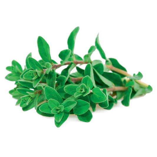 Oregano Oreganum majorana i 14 cm potte