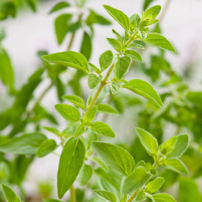 Frisk oregano i potte 13 cm