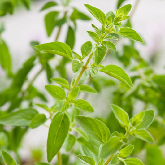 Frisk oregano i potte 13 cm