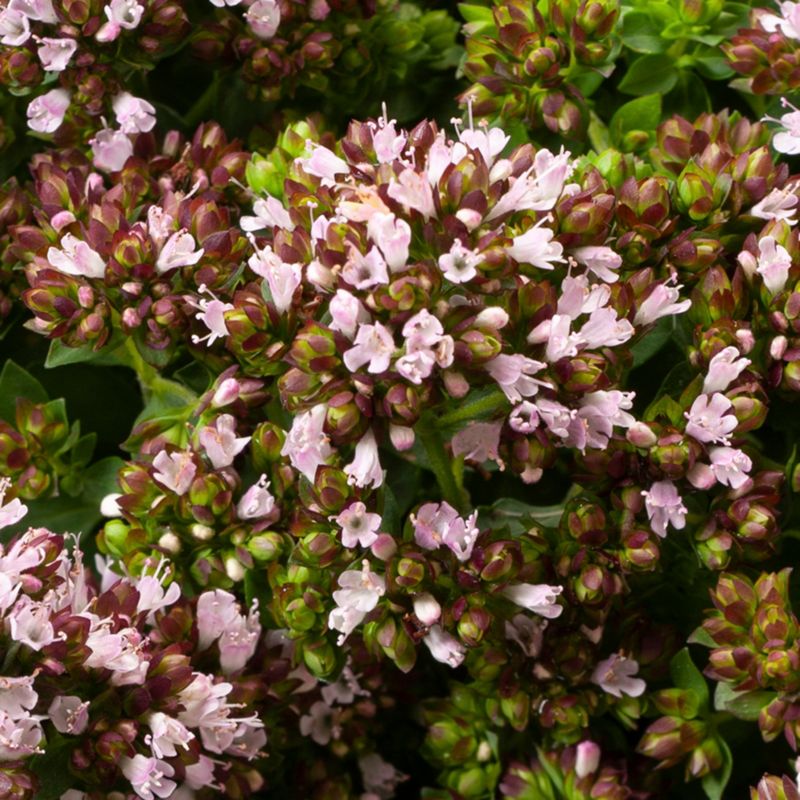 Frisk oregano i potte 13 cm