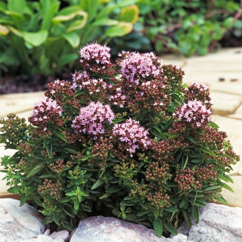 Frisk oregano i potte 13 cm