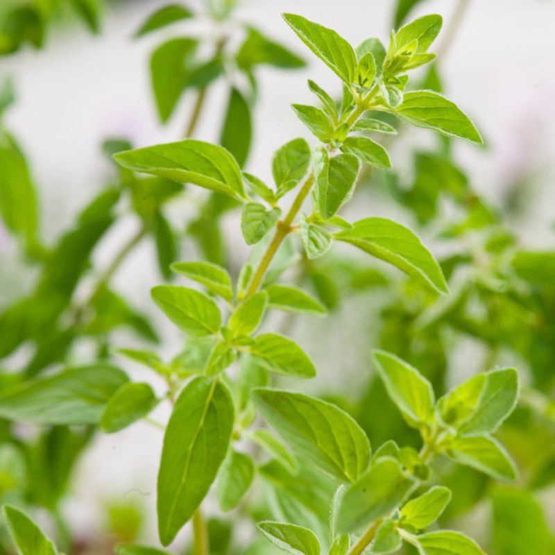 Frisk oregano i potte 23 cm