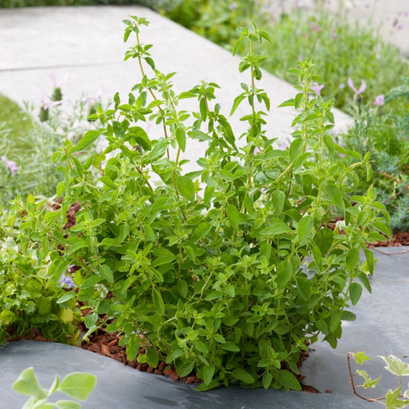 Frisk oregano i potte 23 cm