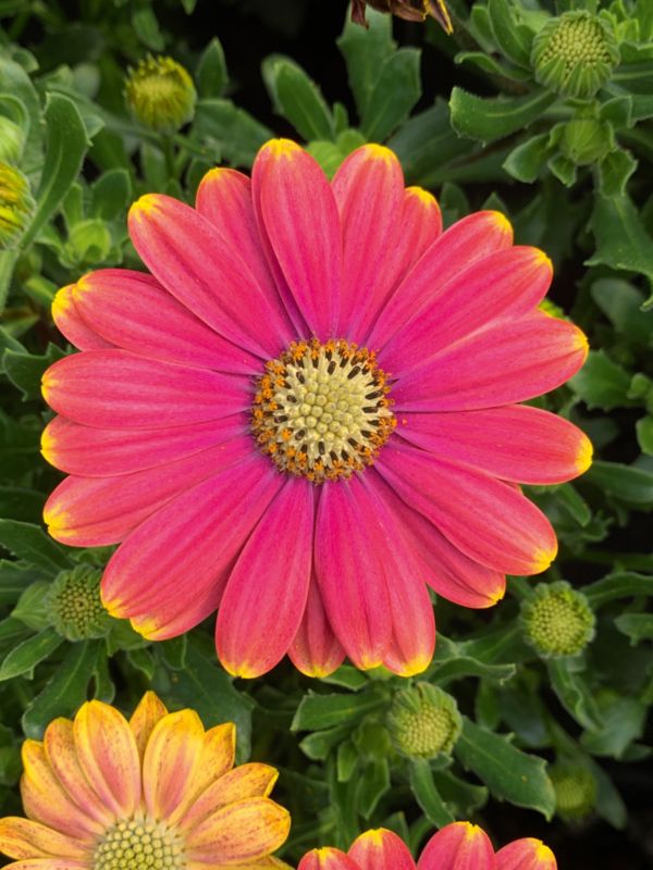 Osteo Pink Sum 11 cm – farverig og tørketålende balkonblomst