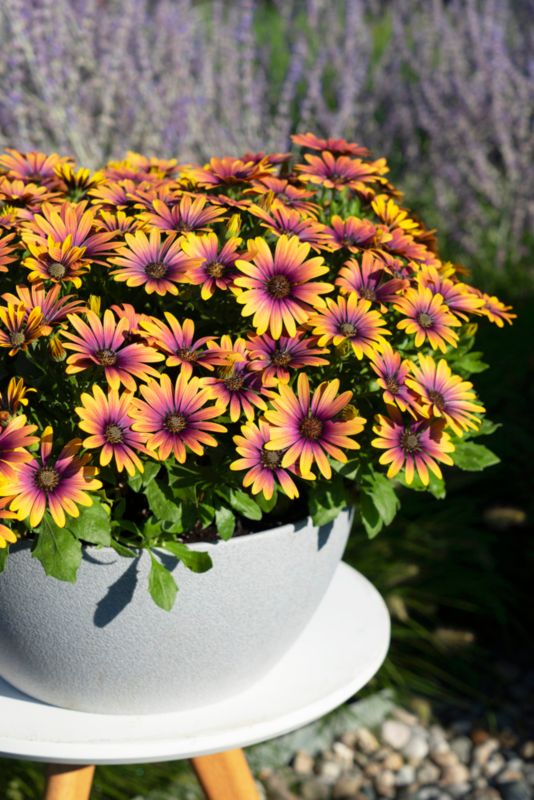 Osteo Purple Sun 13 cm - farverig balkonblomst til have og terrasse