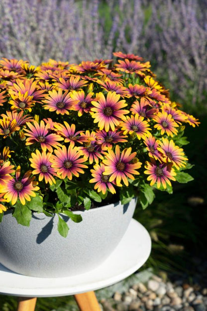 Osteo Purple Sun 13 cm - farverig balkonblomst til have og terrasse
