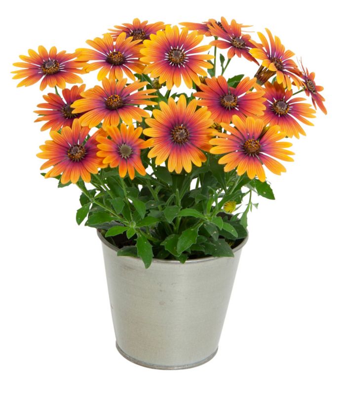 Osteo Purple Sun 13 cm - farverig balkonblomst til have og terrasse