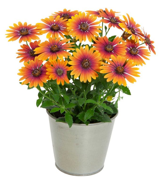 Osteo Purple Sun 13 cm - farverig balkonblomst til have og terrasse