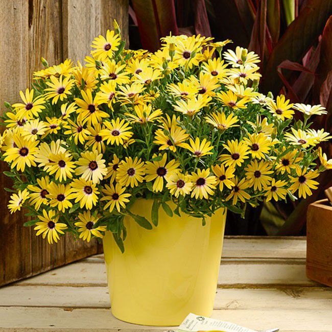 Osteospermum 10,5 cm