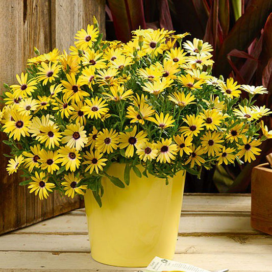 Osteospermum 10,5 cm