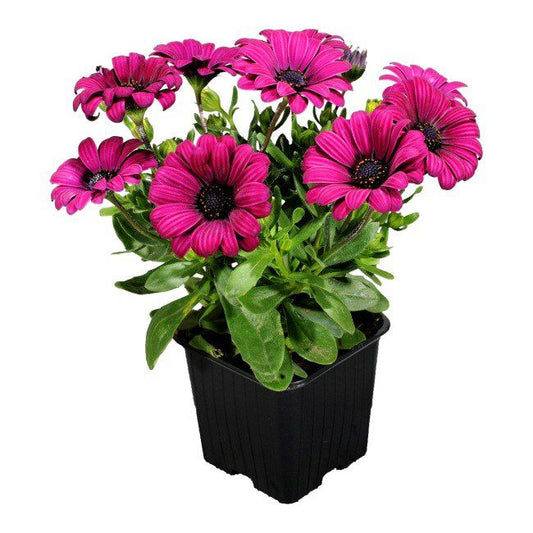 Osteospermum i 11 cm potte